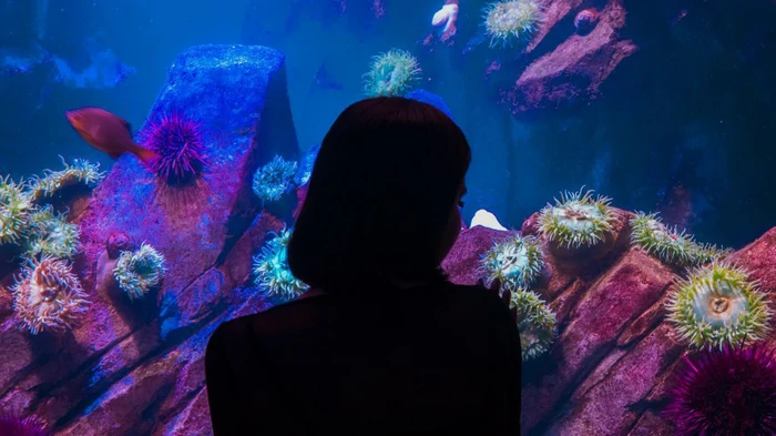 Может ли рыба задохнуться, находясь в воде — ответ экспертов