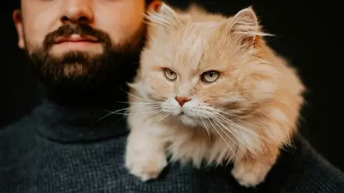 Вы удивитесь, как долго кошки помнят своих хозяев