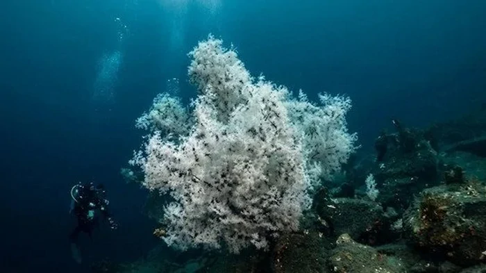 Биологи обнаружили на морском дне «гигантское» 300-летнее создание