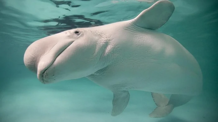 Тайна белых китов: анализ ДНК более 600 белух из Аляски ошарашил ученых