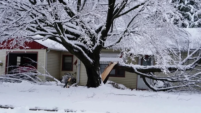 Суровые морозы могут заставить деревья взрываться: действительно ли это так