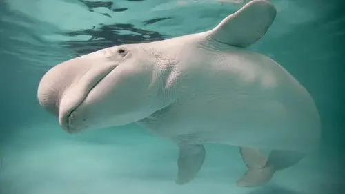 Тайна белых китов: анализ ДНК более 600 белух из Аляски ошарашил ученых