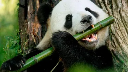 Панды останутся без еды: назван продукт, который станет следующим суперфудом