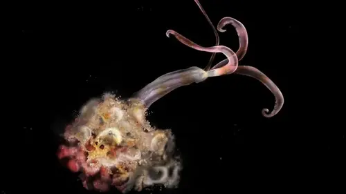 В океане таинственно исчезли все «черви-зомби»: за 10 лет не обнаружили ни одного (видео)