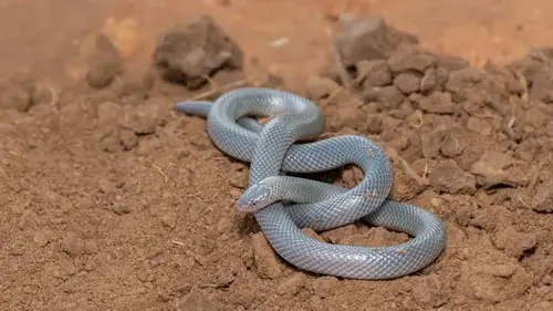 100 млн лет назад змеи утратили конечности: что заставило их отказаться от ног (видео)