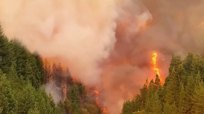 В Патагонии от лесных пожаров пострадали самые старые в мире деревья: ученые указали на причину