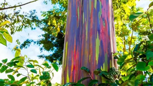 В мире есть лишь одно дерево, похожее на радугу: как оно появилось на Земле (фото)