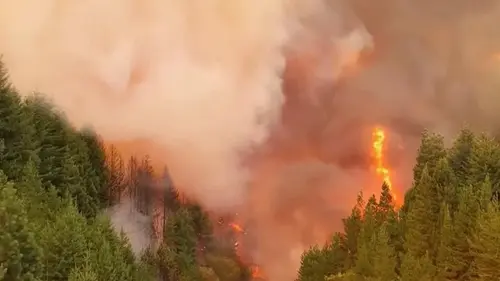 В Патагонии от лесных пожаров пострадали самые старые в мире деревья: ученые указали на причину