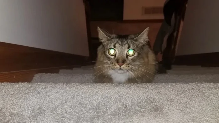 Удерживают солнце: почему на самом деле глаза кошек так жутко светятся в темноте