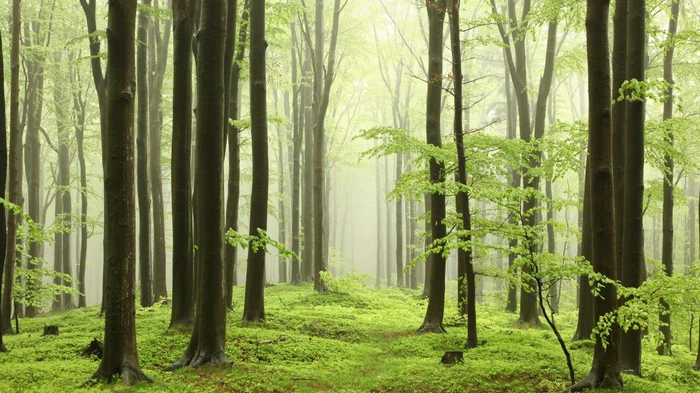 Ключевой способ борьбы с глобальным потеплением дал обратный эффект, — ученые