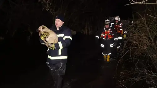 В Кропивницком из-за разлива реки затопило приют для животных