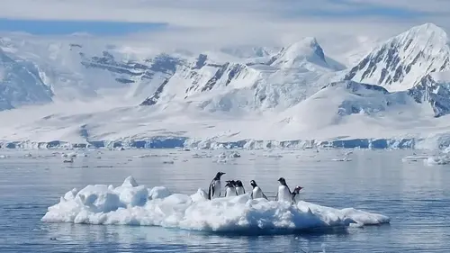Мир изменится, а пингвины вымрут: какое будущее ждет планету, когда Антарктида потеплеет