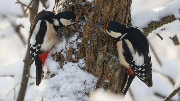 Простое наблюдение за птицами может замедлить старение мозга, — ученые