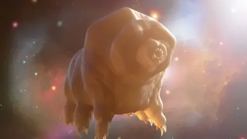 Ученые наконец нашли способ, как убить «бессмертных» тихоходок