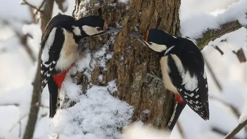 Простое наблюдение за птицами может замедлить старение мозга, — ученые