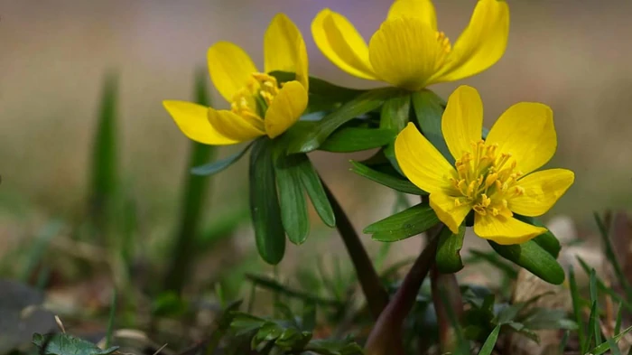 Гороскоп на неделю: для всех знаков зодиака