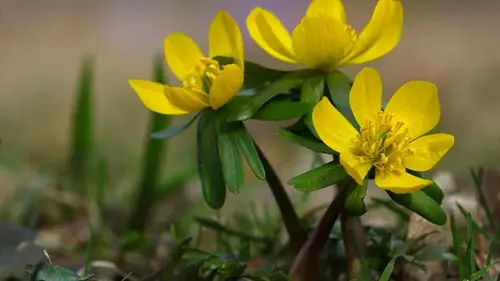Гороскоп на неделю: для всех знаков зодиака