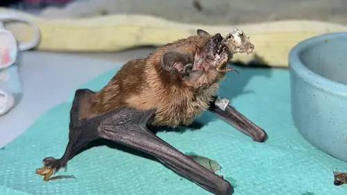 В Харькове спасли более 900 летучих мышей