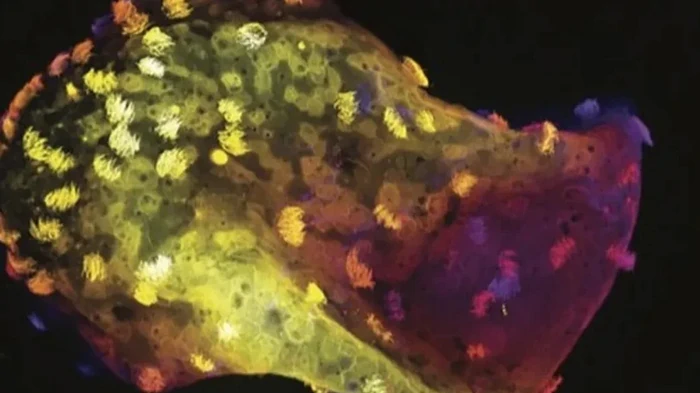 Биороботы из живых клеток «эволюционировали»: у них появилась своя нервная система