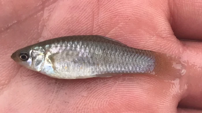 Как маленькая рыба ломает правила эволюции: ученые раскрыли секрет амазонской моллинезии