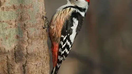 12 тысяч ударов на день: исследователи выяснили, как дятлы избегают сотрясения мозга