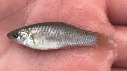 Как маленькая рыба ломает правила эволюции: ученые раскрыли секрет амазонской моллинезии