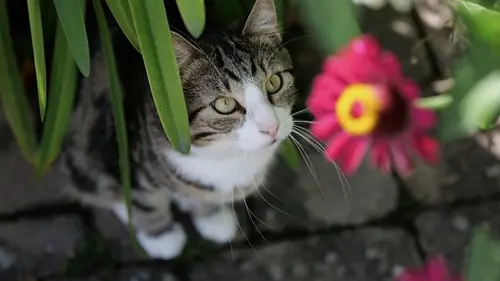 Ученые назвали самый простой способ продлить жизнь кошке