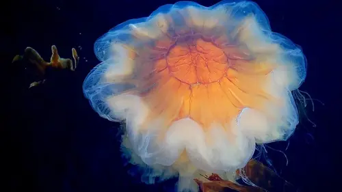 Гигант без мозга, костей и с 1000 жалами: названо самое длинное в мире морское животное