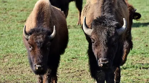 В Польше поезд врезался в стадо зубров