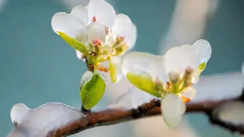 На Пасху прогнозируют дожди и заморозки