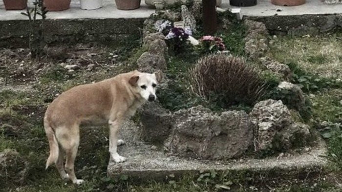 Ждавшая десять лет хозяина собака умерла у его могилы