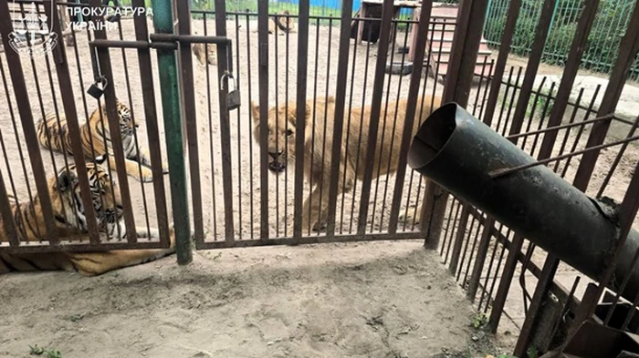 Нападение льва на 5-летнего ребенка на Полтавщине: ветеринар получил подозрение
