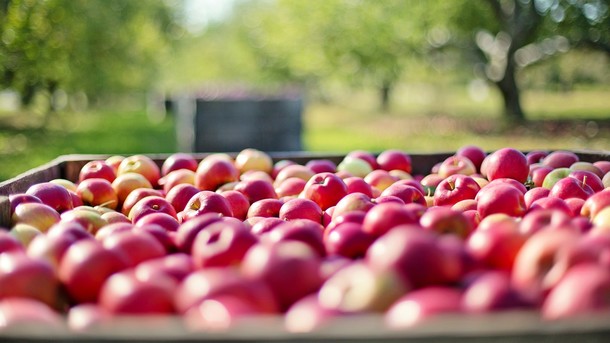 В Украину активно везут импортные яблоки: побит рекорд сезона