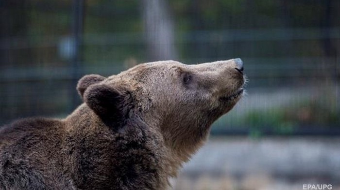 В Сибири мужчина откусил медведю язык (фото)