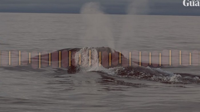 Пение редчайшего японского кита впервые записали (видео)