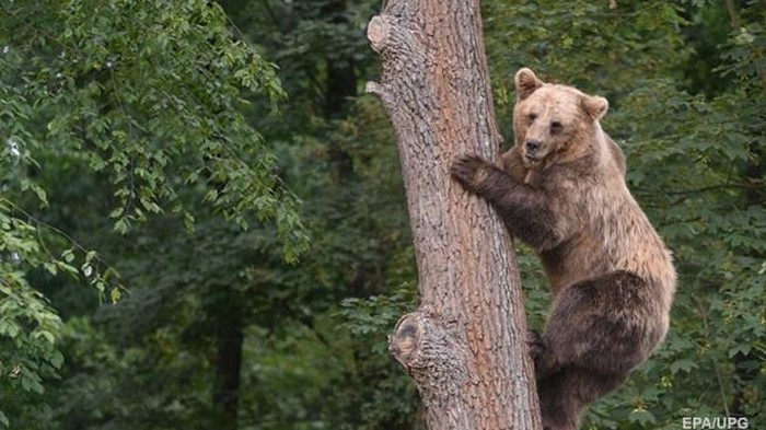 В России медведь месяц хранил раненого мужчину в качестве еды (фото)