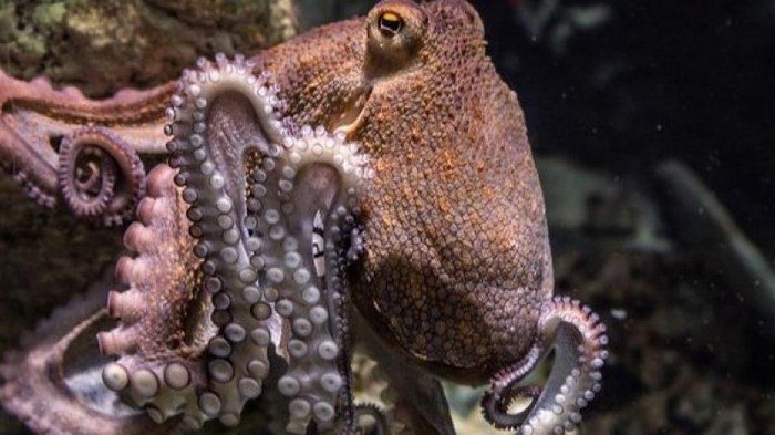 Ученые выяснили, что щупальца осьминогов могут принимать решения без участия мозга
