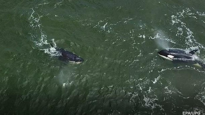 Появилось видео с косатками, которых выпустили из китовой тюрьмы