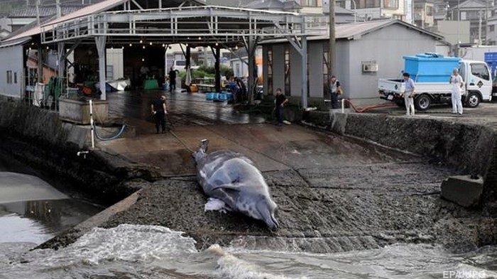 Япония официально покидает китобойную комиссию
