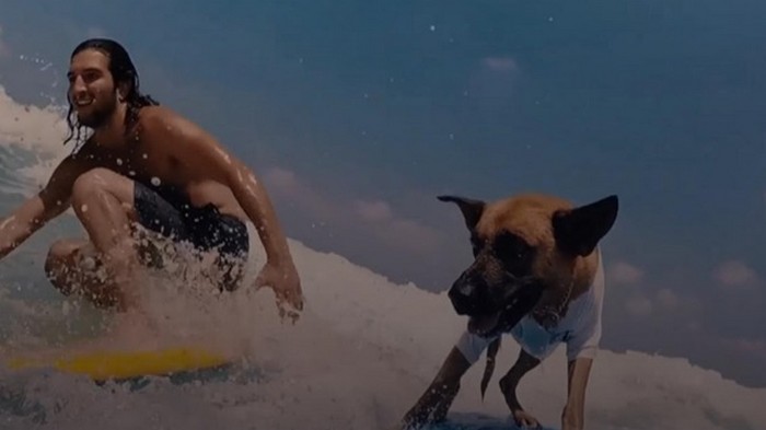 В Израиле пес-серфингист стал звездой (видео)