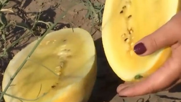 На Херсонщине вырастили арбузы необычного цвета (видео)