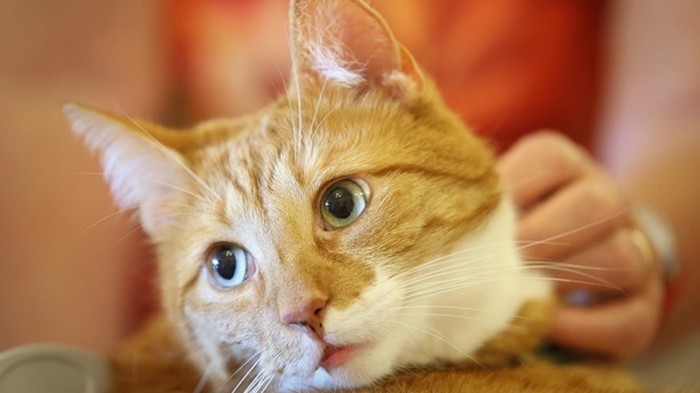 Кот спас семью от кобры и стал звездой (видео)