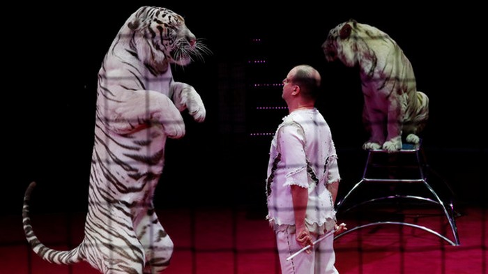 Тигры разорвали одного из самых известных дрессировщиков в мире