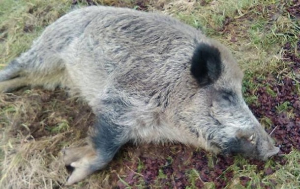 На Закарпатье зафиксирован случай чумы свиней