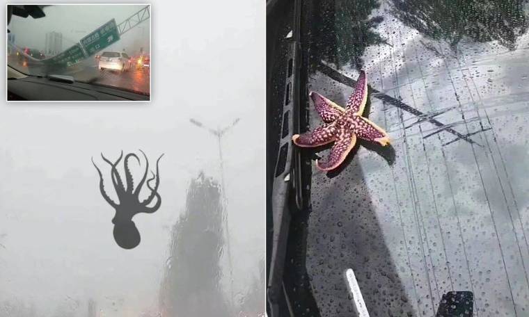 В Китае пошел дождь из креветок и осьминогов (видео)
