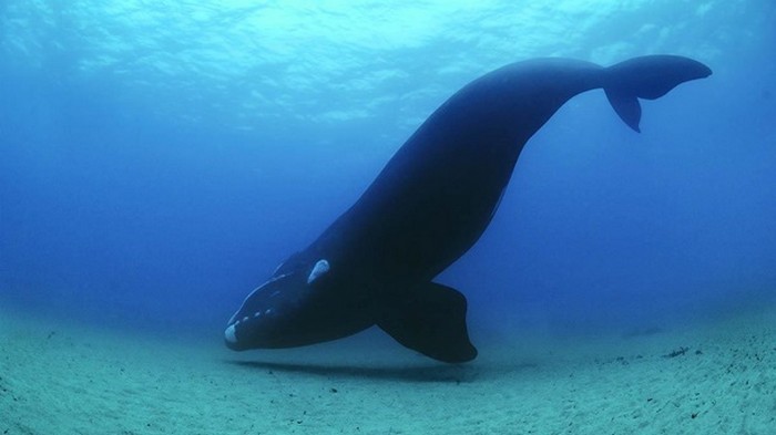 У берегов Канады три редких кита запутались в сетях