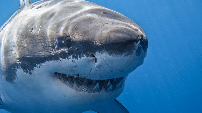 В США отец случайно снял на фото купающихся с акулами детей