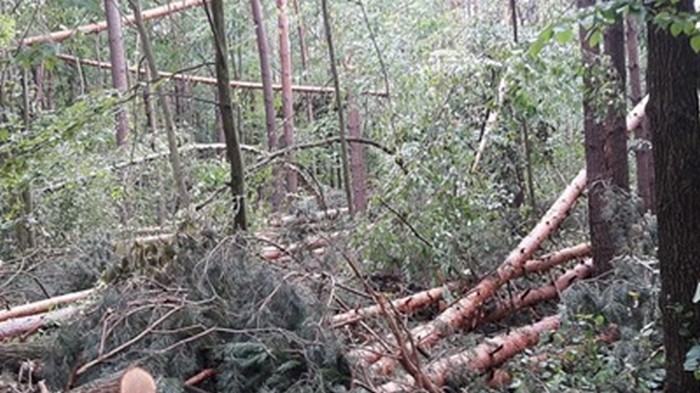 В Черниговской области ураган повалил 160 гектаров леса