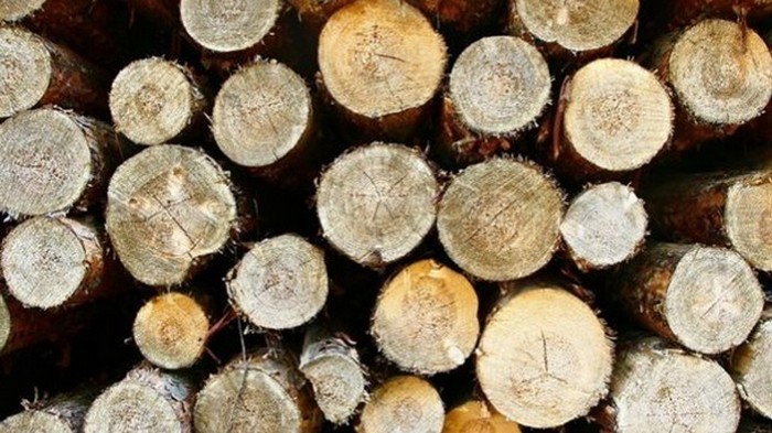 В Украине намерены изменить рынок торговли лесом