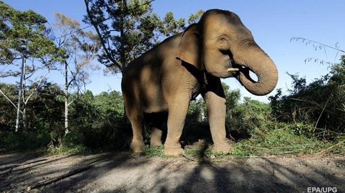 Туристы сняли преследовавшего их сердитого слона